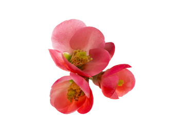 Chinese quince flowers