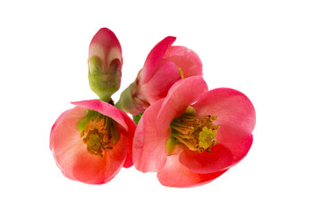 Chinese quince flowers