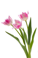 tulip flowers isolated