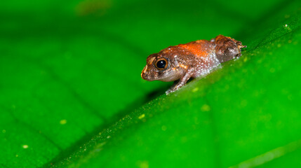 Tropical Frog, Tropical Rainforest, Boca Tapada, Alajuela Province, Costa Rica, America