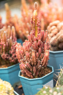 Close up colorful Gymnocalycium cactus in a mini pots in the garden