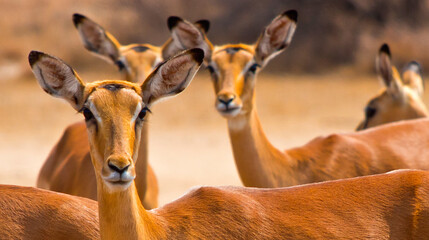 Impala, Aepyceros melampus, Khama Rhino Sanctuary, Serowe, Botswana, Africa