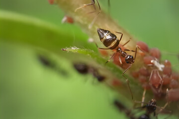 ant on a leaf