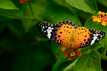 Argynnis hyperbius butterfly female pollinating on a lantana flowers in daytime summer season in their natural forest habitat