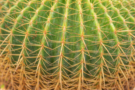 Closeup of spines on cactus, background cactus with spines