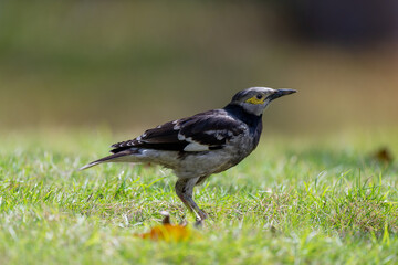 One Black collared Starling standing on the ground.