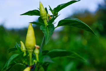 Small Green Peppers in Garden
