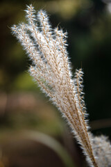 View of the reeds in autumn