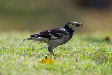 Fototapeta premium One Black collared Starling standing on the ground.