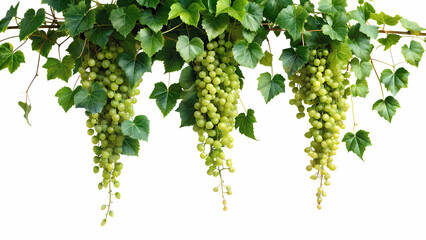 Green Grape Ivy Plant with Hanging Leaves - Transparent Background for Border Decoration
