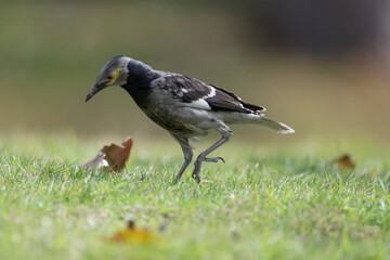 One Black collared Starling walking on the ground.
