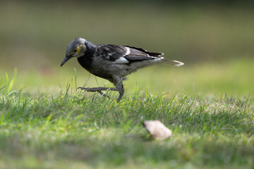 One Black collared Starling walking on the ground.