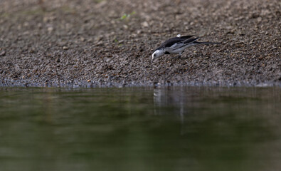 one white wagtail standing by the river.