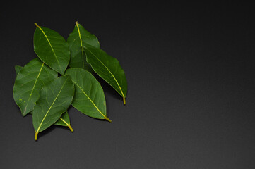 Daphne leaf, bay leaf, Laurus nobilis leaf, isolated on black background - obrazy, fototapety, plakaty