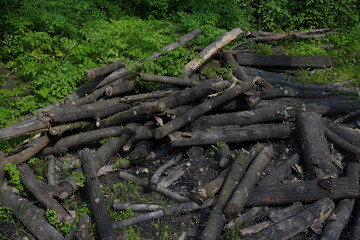 Fototapeta na wymiar Pile of wood logs on the edge of the forest