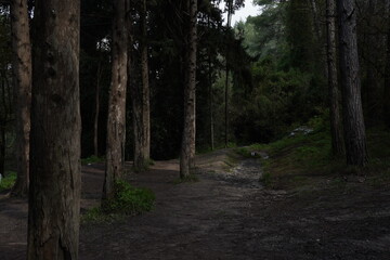 Dark Pine forest nature view . A gloomy view of the mysterious forest with majestic trees © Natalia Hanin