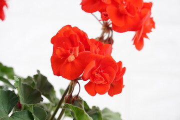 Red garden geranium flowers in pot.