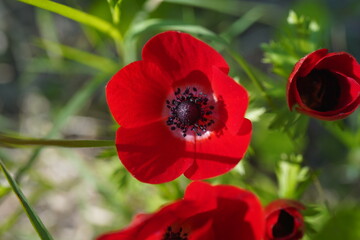 Red Anemone coronaria, the poppy anemone, Spanish marigold, or windflower, is a species of flowering plant in the buttercup family Ranunculaceae, native to the Mediterranean region