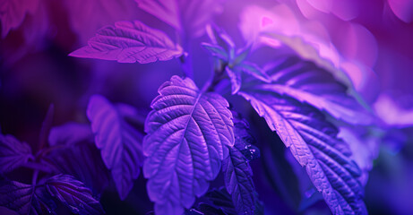 Fototapeta na wymiar Hydroponic Leaves under Purple Glow. Close-up of plant leaves under purple hydroponic lights, highlighting the textures and patterns.