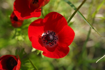 Obraz premium Red Anemone coronaria, the poppy anemone, Spanish marigold, or windflower, is a species of flowering plant in the buttercup family Ranunculaceae, native to the Mediterranean region