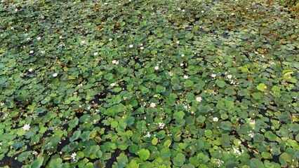 Lotus green leaf wall with plant