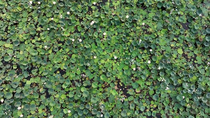 Lotus green leaf wall with plant
