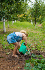 a child plants strawberries in the garden. Selective focus.