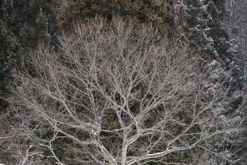冬の檜枝岐村の風景