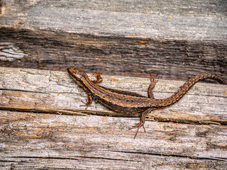 A small lizard with a tail basks in the sun in the summer sitting on wooden boards in the park