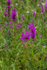 Lythrum salicaria - purple loosestrife, spiked loosestrife, purple lythrum