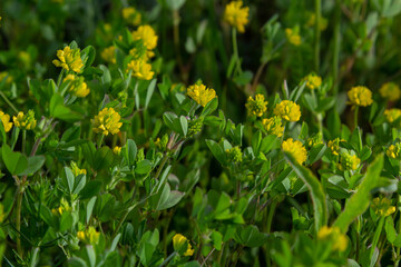 Trifolium campestre or hop trefoil flower, close up. Yellow or golden clover with green leaves. Wild or field clover is herbaceous, annual and flowering plant in the bean or legume family Fabaceae
