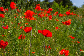 Papaver rhoeas or common poppy, red poppy is an annual herbaceous flowering plant in the poppy family, Papaveraceae, with red petals