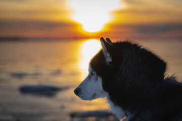 Husky dog ​​against the backdrop of a sea sunset, close-up photo.