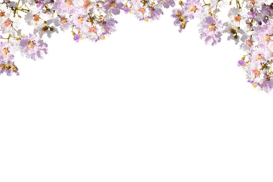 Lilac flowers frame isolated
