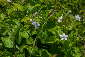Flower of European dewberry Rubus caesius in the summer