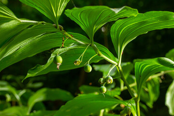 Unripe berries of Angular Solomon's seal also known as Scented Solomon's seal, Polygonatum odoratum