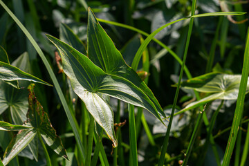 plant called Common arrowhead, Sagittaria sagittifolia