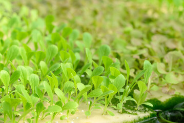 Small seedling vegetable hydroponics growing in nursery greenhouse