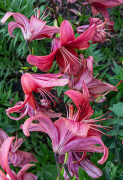 red lilies in the summer garden on a warm cloudy day with raindrops