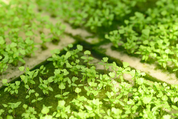 Small seedling vegetable hydroponics growing in nursery greenhouse