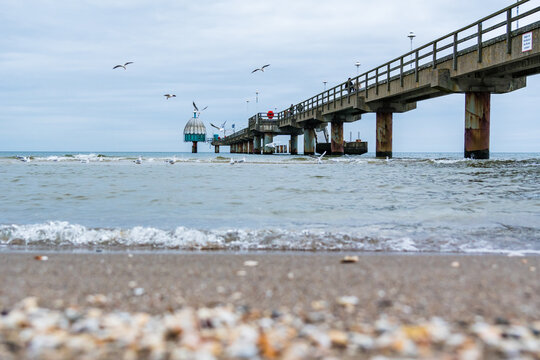 Seagulls catching fish in the baltic sea with pier in the background and seashells in the foreground
