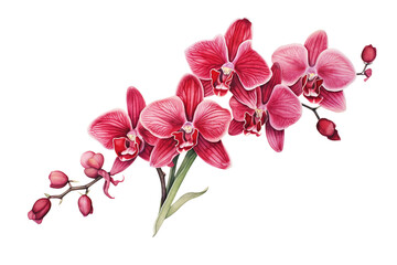 Fototapeta na wymiar Red Orchid Watercolor Illustration