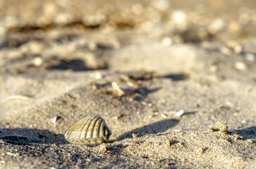 small seashell on sand close up