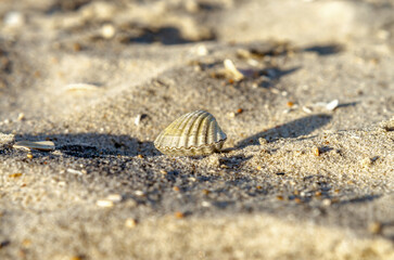 small seashell on sand close up