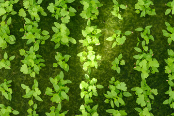 Fototapeta premium Small seedling vegetable hydroponics growing in nursery greenhouse, Top view