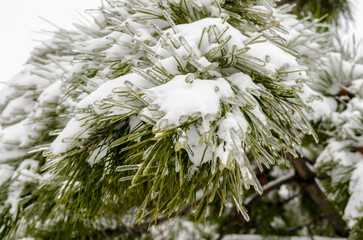 green pine branches in white snow and ice