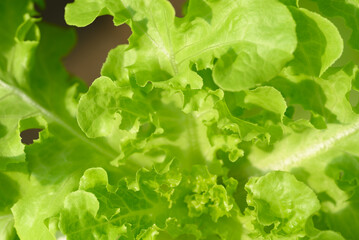 Hydroponics vegetables plant (Green oak lettuce), Close up