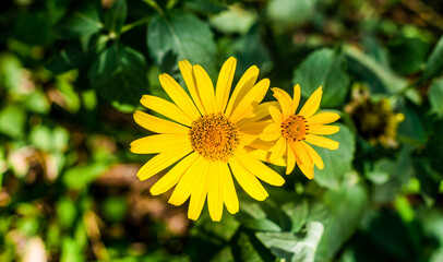 flowers with yellow petals on a background of green leaves close