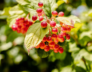 red grapes on a branch with green leaves close-up
