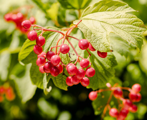 red grapes on a branch with green leaves close-up